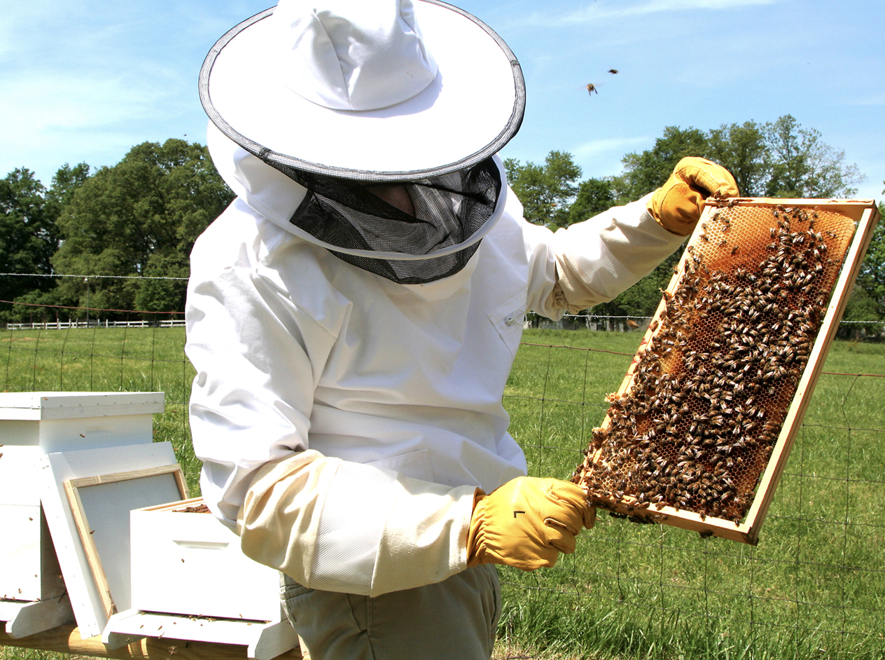 Apicoltura